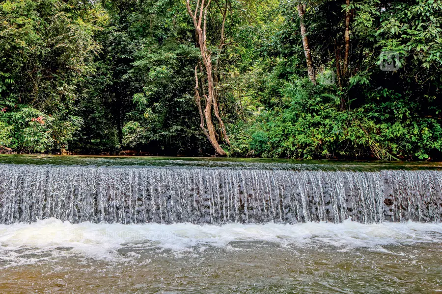 വരൂ… ഉള്‍ക്കാട്ടിലെ വൈഡൂര്യക്കുന്നും വനജാതി ചതുപ്പും കണ്ട് ഒരുരാത്രി തങ്ങാം; അരിപ്പ ഇക്കോടൂറിസം പദ്ധതി വിപുലീകരിക്കുന്നു