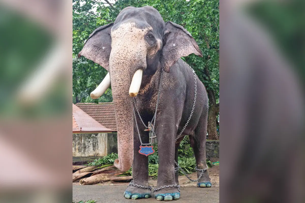 കൊമ്പൻ ഗോകുൽ