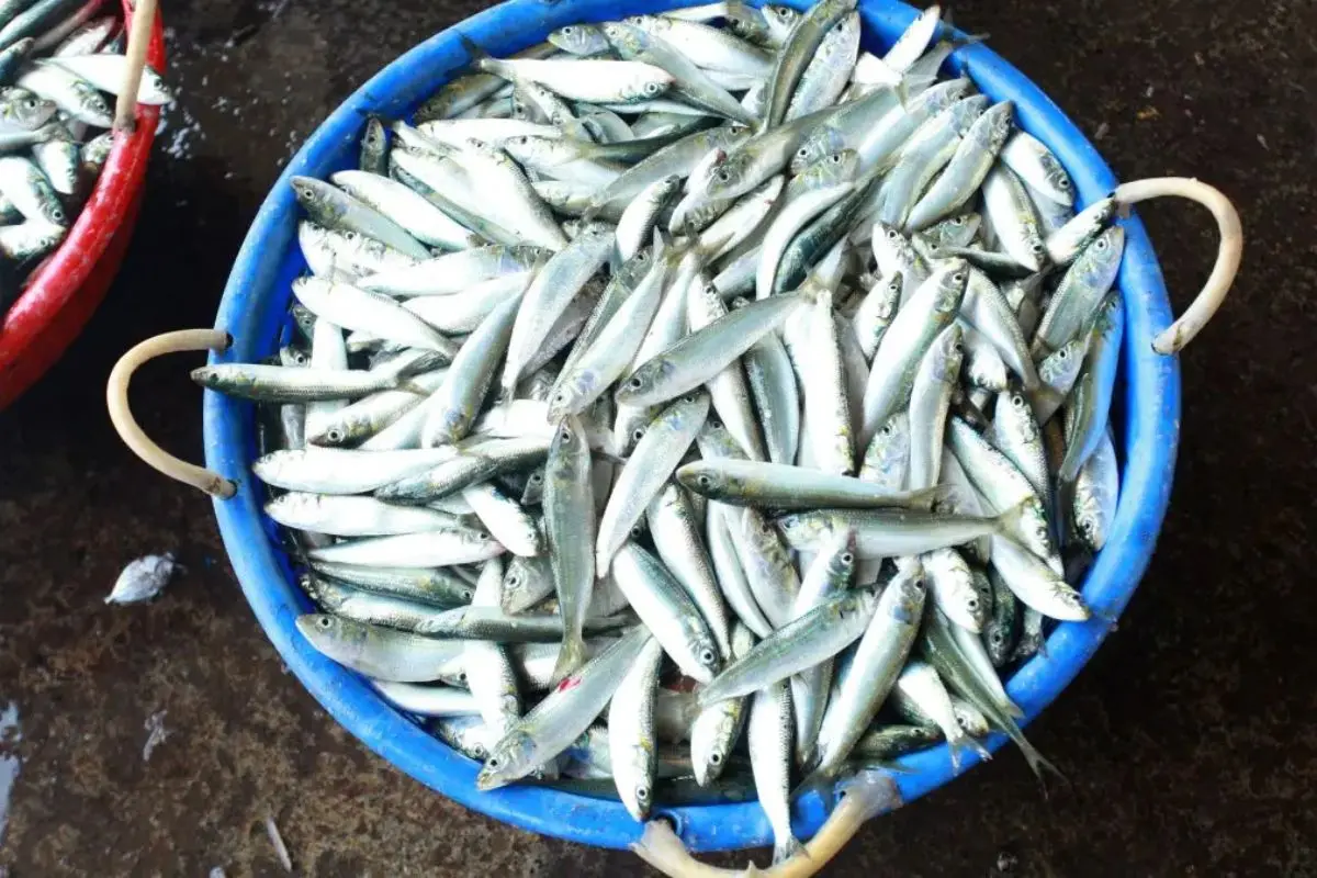 sardine-fish