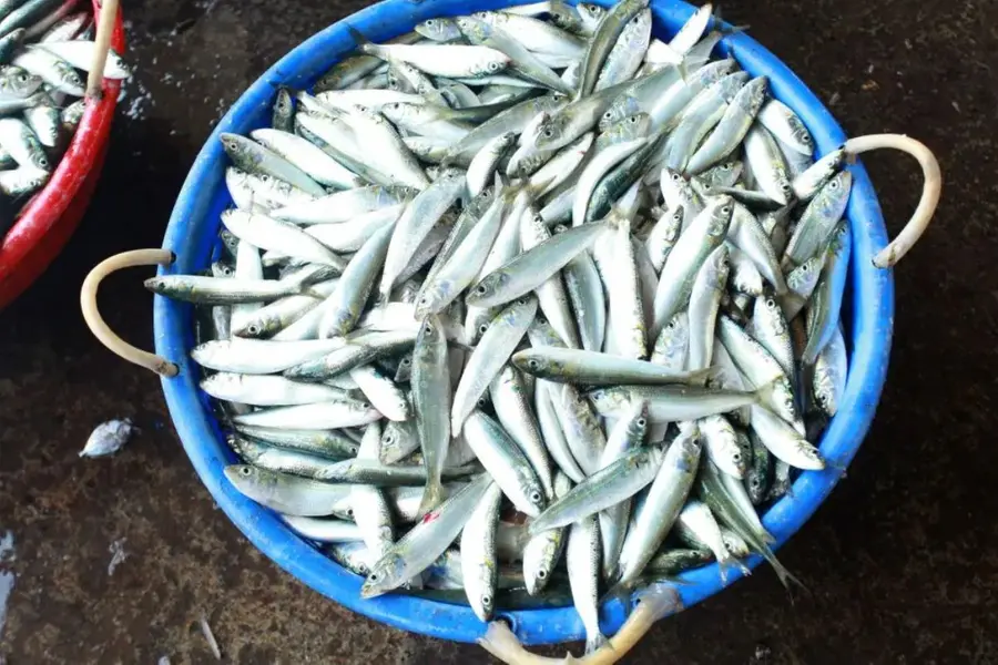 sardine-fish