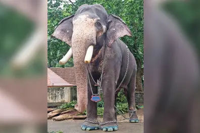 'Beloved Gokul was beaten': Kerala’s famous elephant camp at centre of row after jumbo’s death