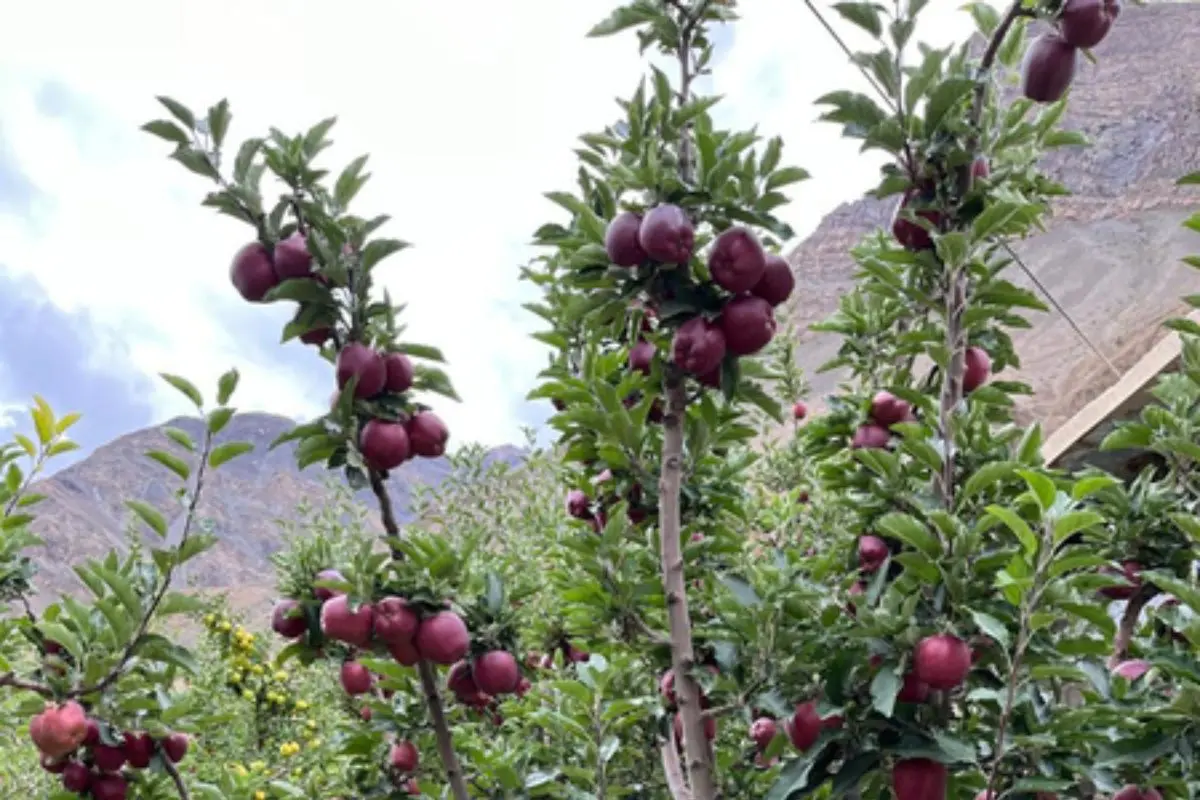 Pesticide-free apples of Himachal's Spiti | Photo source: Dr Y.S. Parmar University of Horticulture and Forestry
