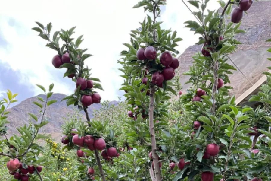 Pesticide-free apples of Himachal's Spiti get remunerative prices | Photo source: Dr Y.S. Parmar University of Horticulture and Forestry