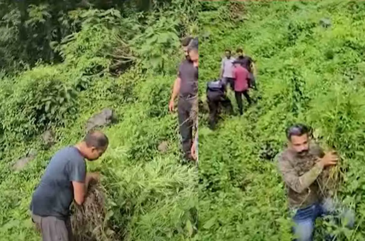 അട്ടപ്പാടിയില് പോലീസ് കണ്ടെത്തിയ കഞ്ചാവ് തോട്ടം