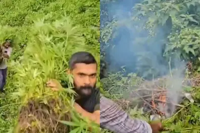 Police trek through dense forest, burn over 10,000 plants in Kerala’s largest ganja plantation ever | WATCH