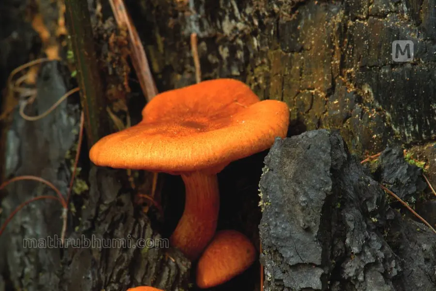 mushroom