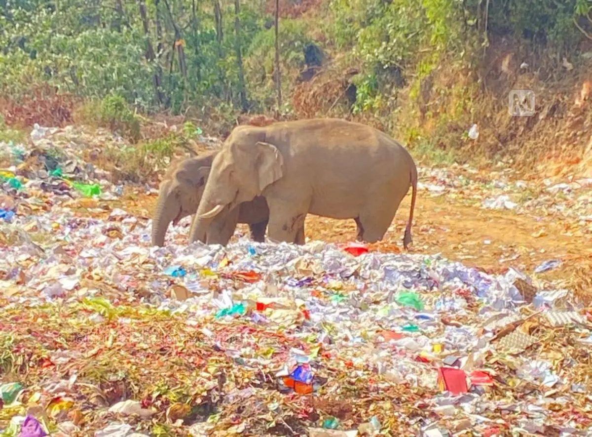മാലിന്യം ഭക്ഷിക്കാനെത്തുന്ന ആനകൾ