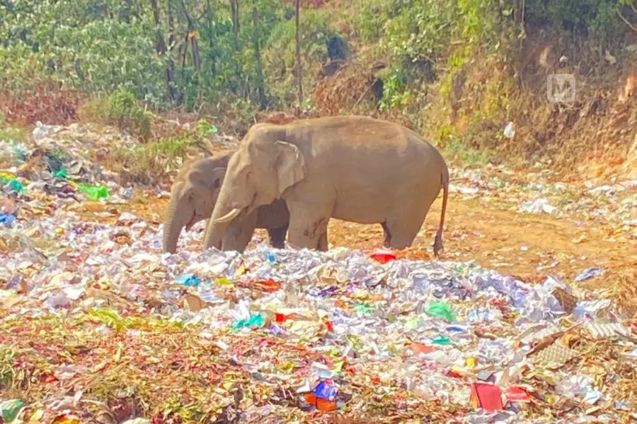 പ്ലാസ്റ്റിക് മാലിന്യം കഴിക്കാന്‍ ആനക്കൂട്ടം; എങ്ങുമെത്താതെ മൂന്നാറിലെ മാലിന്യ സംസ്‌കരണം