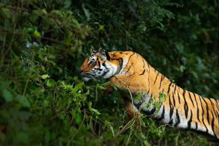 Tiger attack.jpg