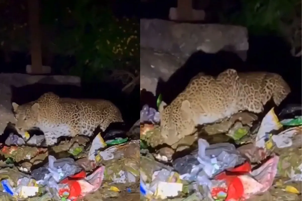 Video screengrab of the leopard found foraging in a waste dump in Mount Abu | Photo: X/ Parveen Kaswan