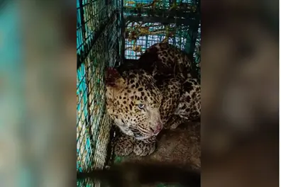 Leopard rescued after falling into well in Kerala’s Koodaranji; to be released into forest | WATCH