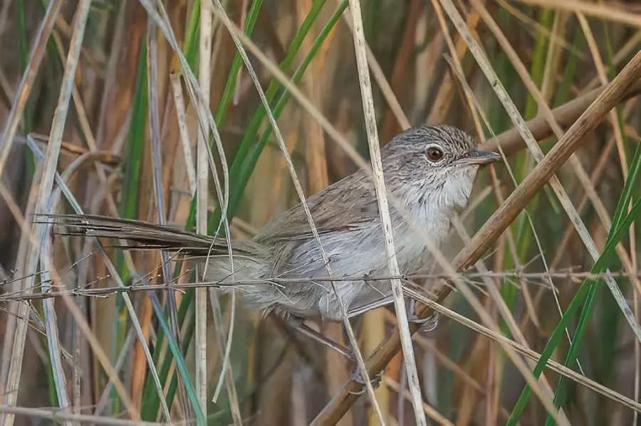 Swamp Grass Babbler