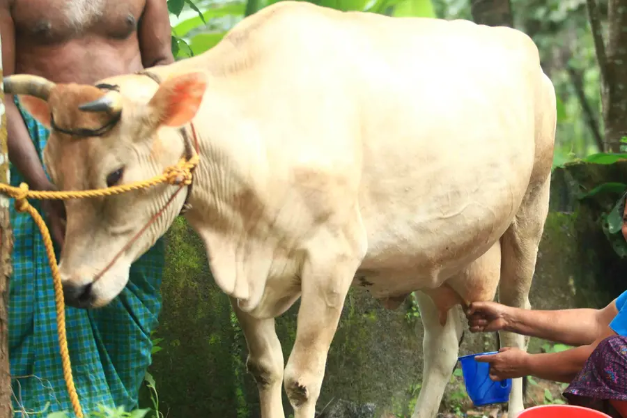 പറഞ്ഞത് 12 ലിറ്റര് പാൽ, കിട്ടിയത് ആറ് ലിറ്റര് മാത്രം; പശുവിനെ വിറ്റ് പറ്റിച്ചതിന് 82,000 രൂപ നഷ്ടപരിഹാരം നല്കാന് ഉത്തരവ്