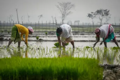 Kerala to launch statewide Digital Crop Survey using geo-fencing and mobile tech