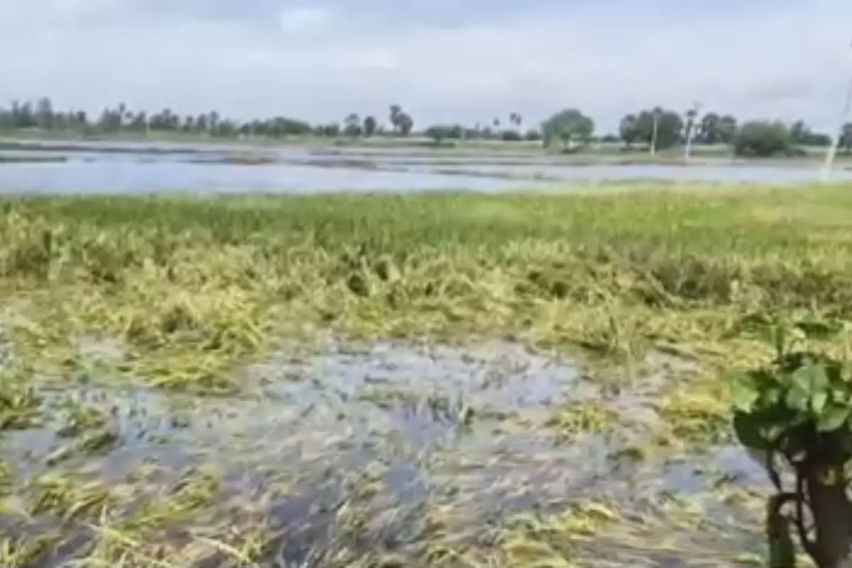 Tamil Nadu flooded paddy feilds|photo|PTI