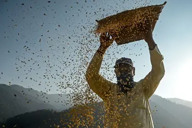 PM Kisan 21st installment date: Farmers to get ₹2,000 in November 2025; check status now