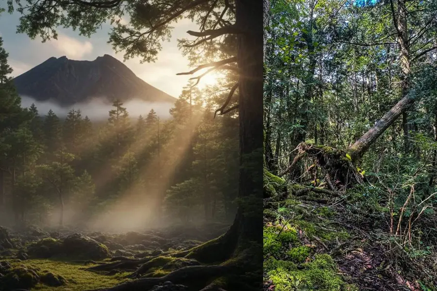 മരണം പതിയിരിക്കുന്ന കാട്; പെെൻ മരങ്ങൾ നിറഞ്ഞ ജപ്പാനിലെ ഓക്കിഗഹാര, ആത്മഹത്യാ വനമായതിനു പിന്നിൽ