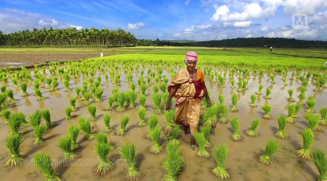 പ്രതീകാത്മക ചിത്രം: പി ജയേഷ്‌/മാതൃഭൂമി