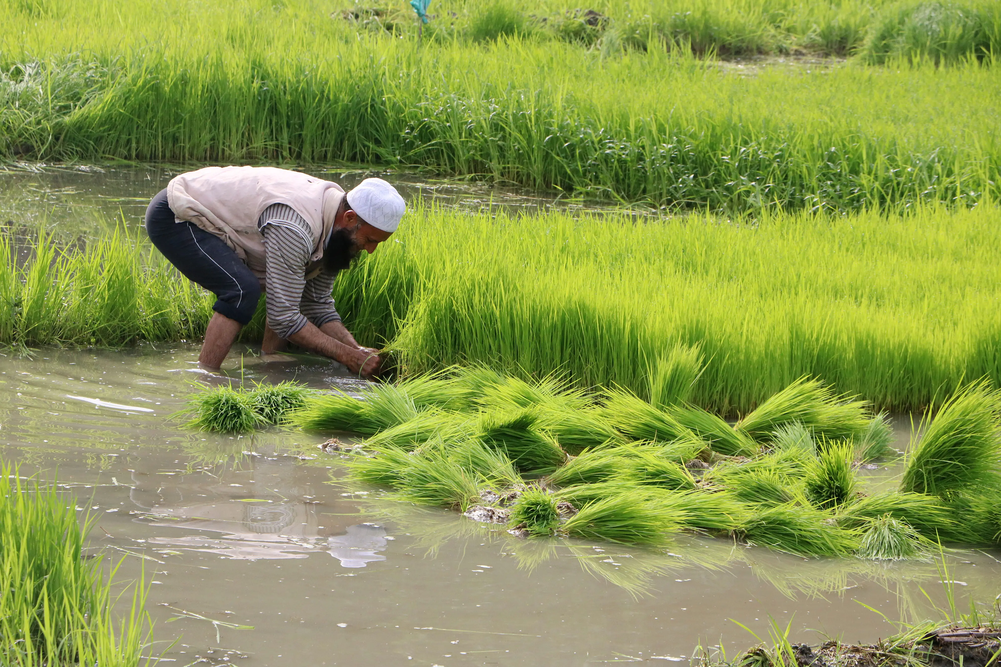 A farmer makes the bundles of rice saplings to transplant in the paddy field | Photo: ANI