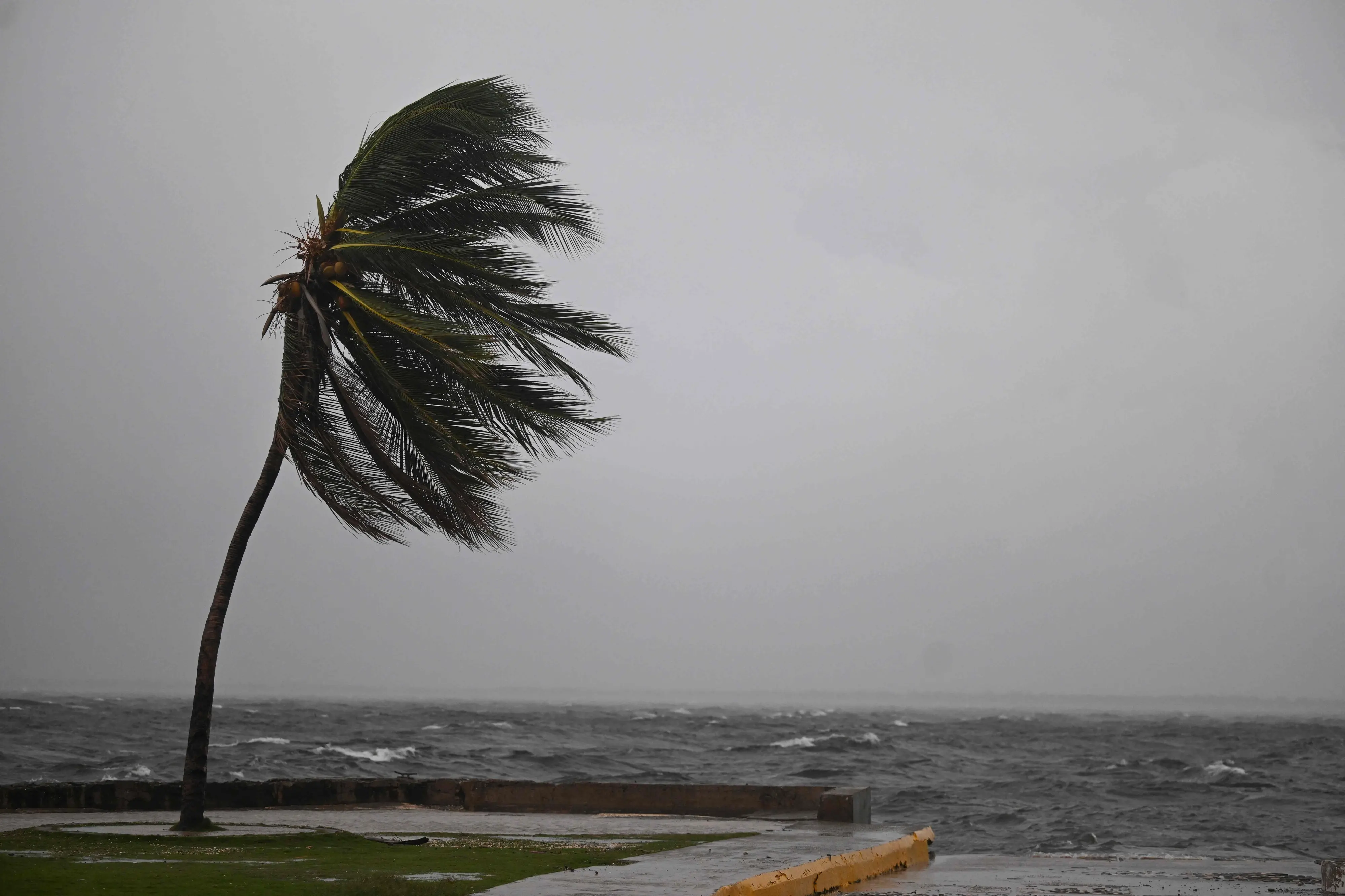 A coconut tree sways in the wind at the Kingston Waterfront on Ocean Boulevard in Kingston, Jamaica, as Jamaica starts to feel the effects of Hurricane Mellisa | Photo: AFP