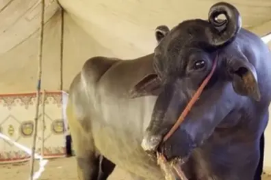 Move over Ambani: Pushkar’s buffaloes are the new billionaires!