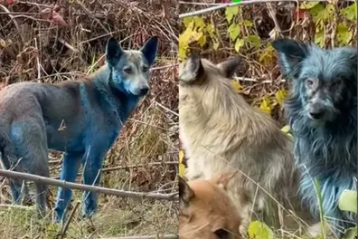 Mysterious blue dogs spotted near Chernobyl leave scientists and locals stunned | WATCH