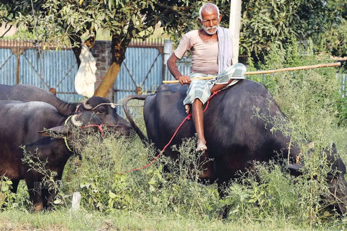 കാര്‍ഷികമേഖലയായ പൂര്‍ണിയയിലെ ഉൾഗ്രാമത്തില്‍ നിന്നുള്ളഒരു ദൃശ്യം | ഫോട്ടോ: പി.ജി ഉണ്ണികൃഷ്ണൻ