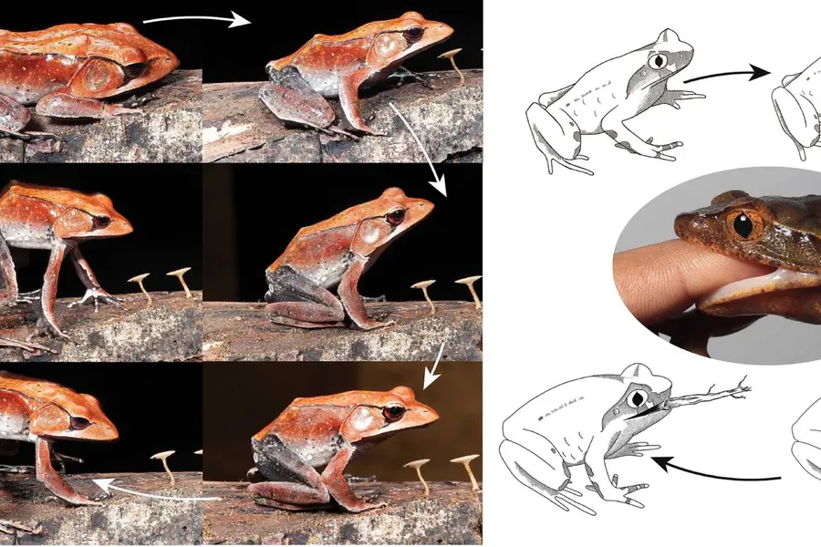 Frogs responses.jpg