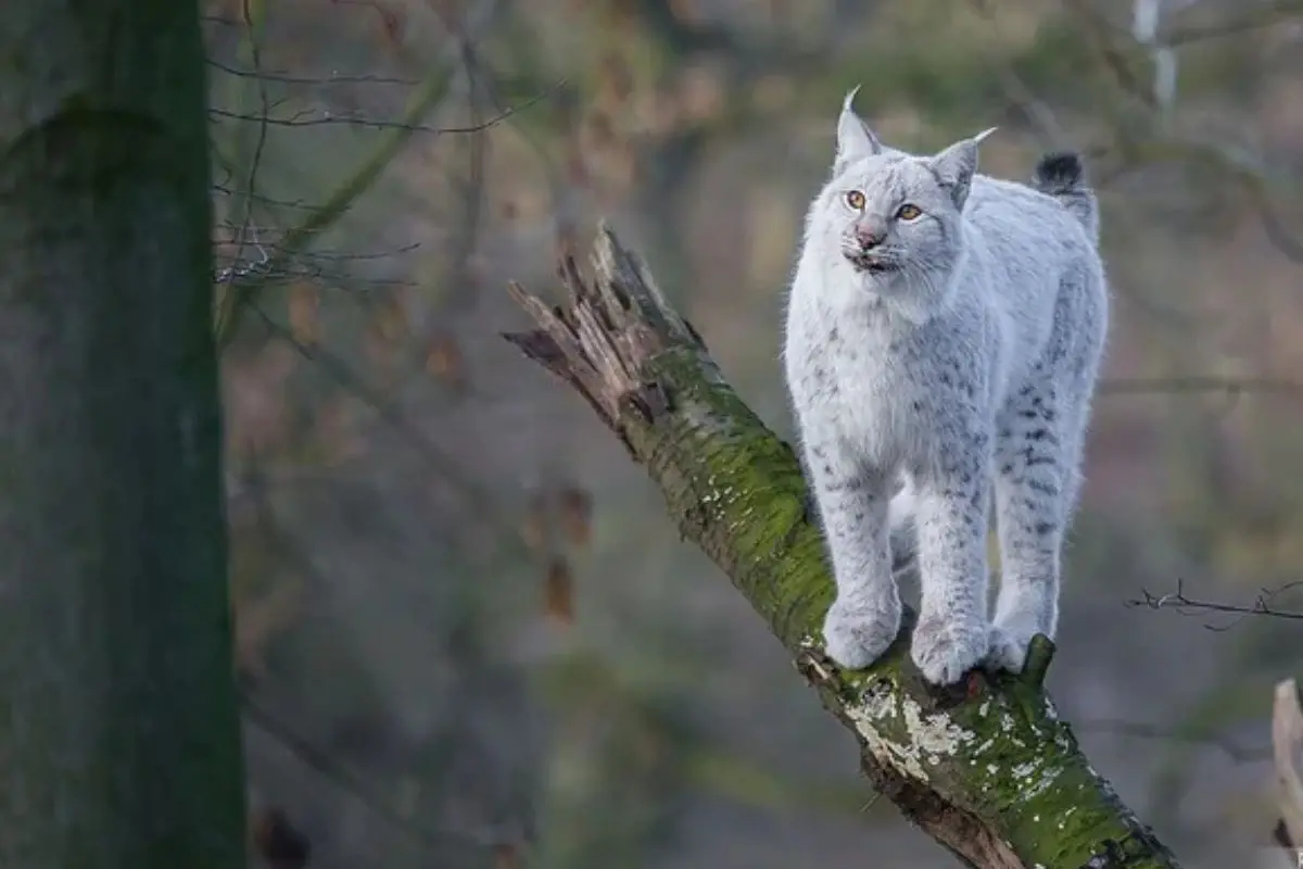 A rare leucistic Iberian lynx, its coat an ethereal shade of white, prowls through the mountains of Ja&eacute;n, Spain - the first known sighting of its kind, captured by photographer &Aacute;ngel Hidalgo. Photo: X