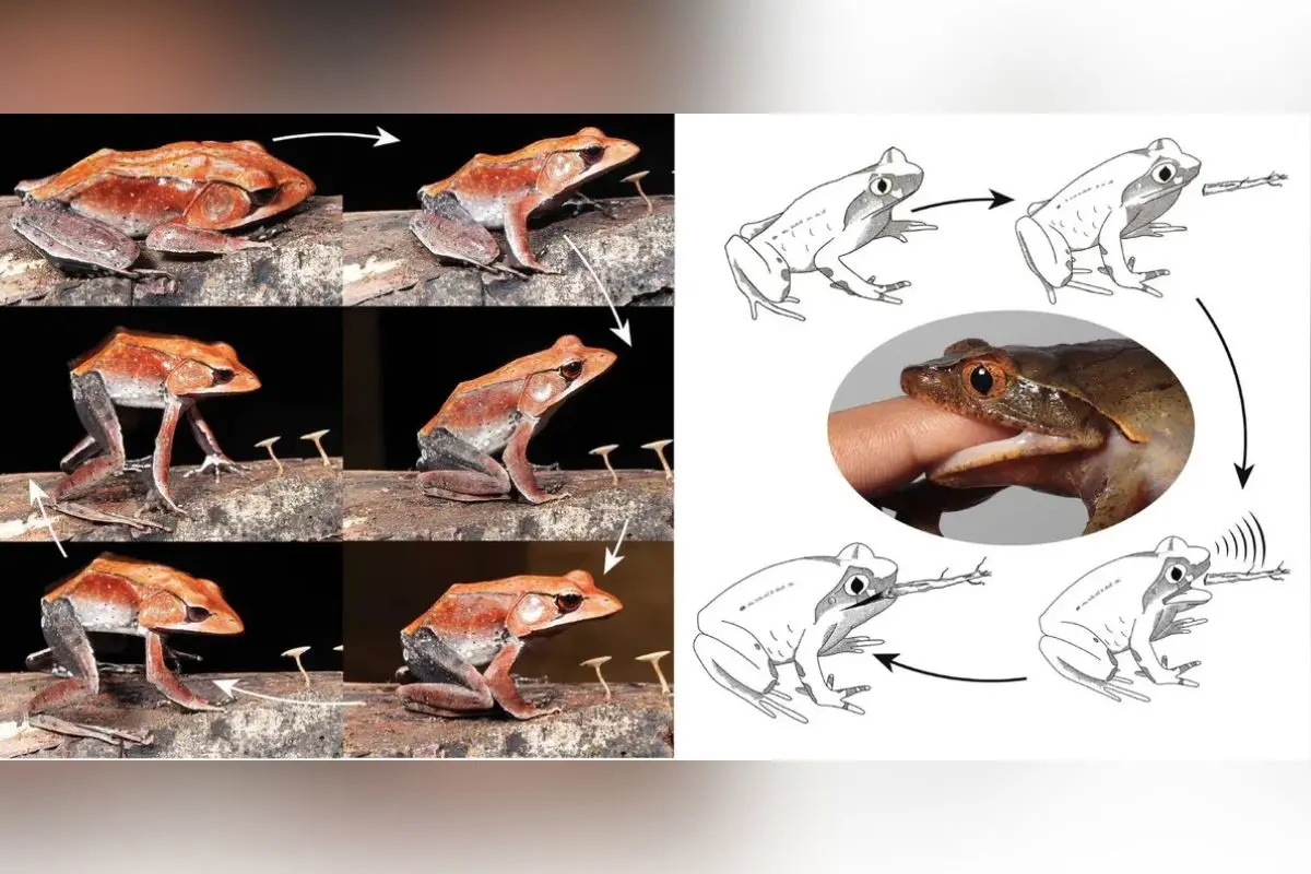 Defence responses from frogs  (Photos: Special arrangement / Dr Satyamabhama Das Biju)