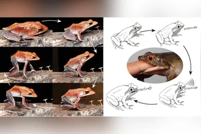Indian frogs show never-seen new behaviours – Biting and screaming