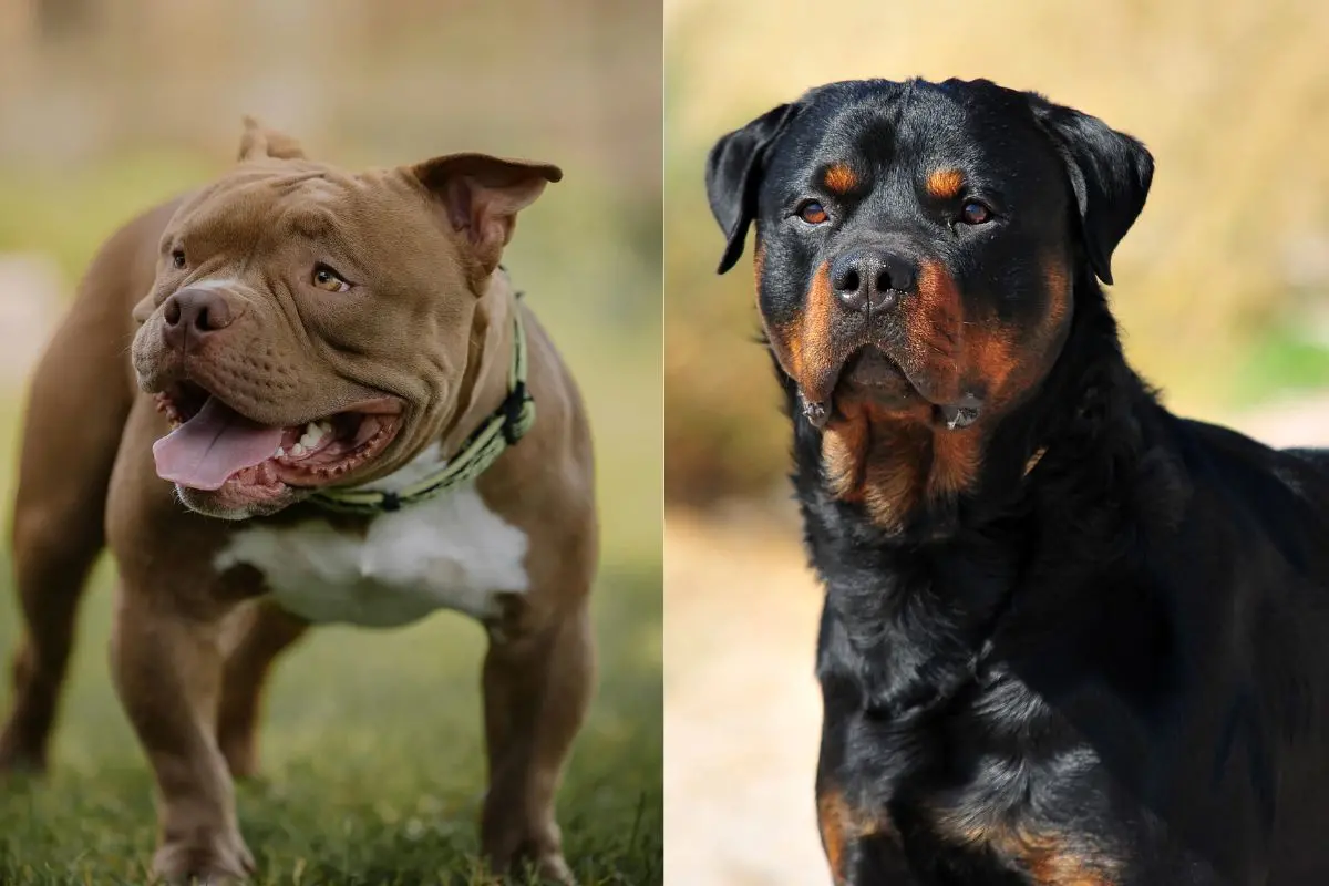Different dog breeds from Pitbull to Rottweiler
