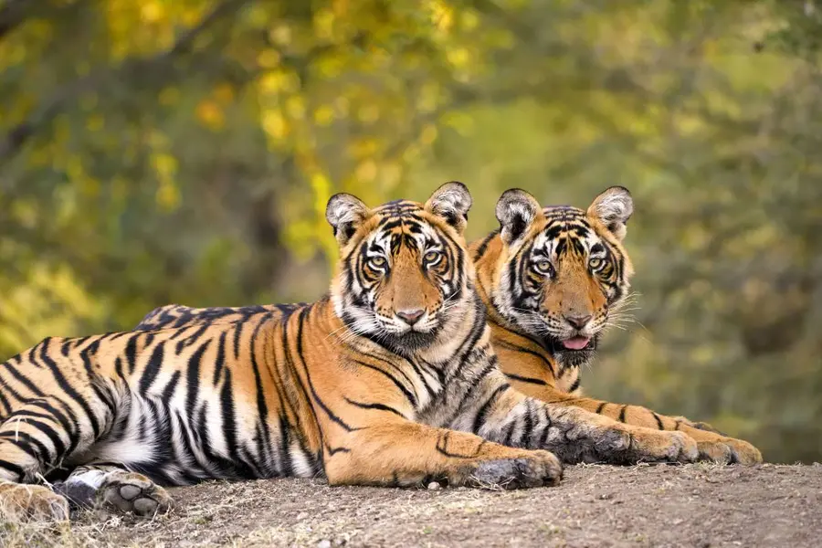 tiger census