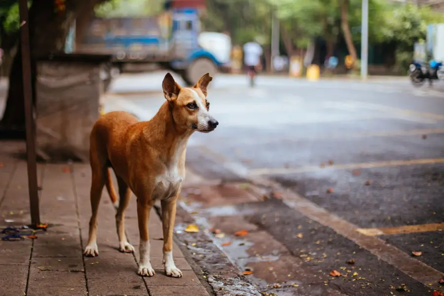 stray-dogs