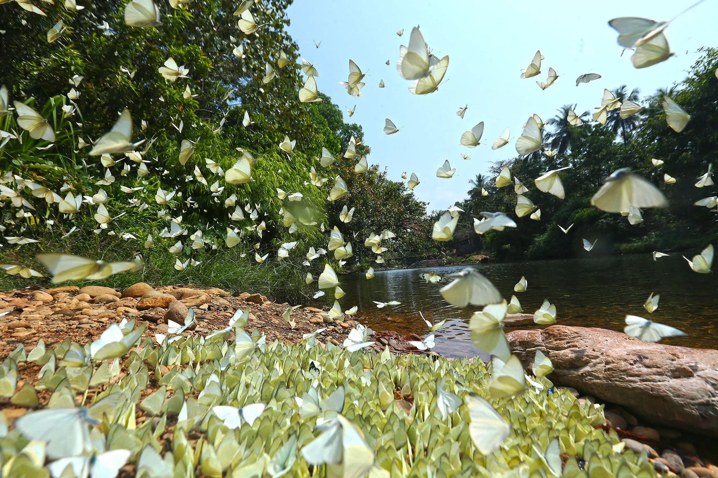 Butterflies at Cheenganni river side at aralam farm
