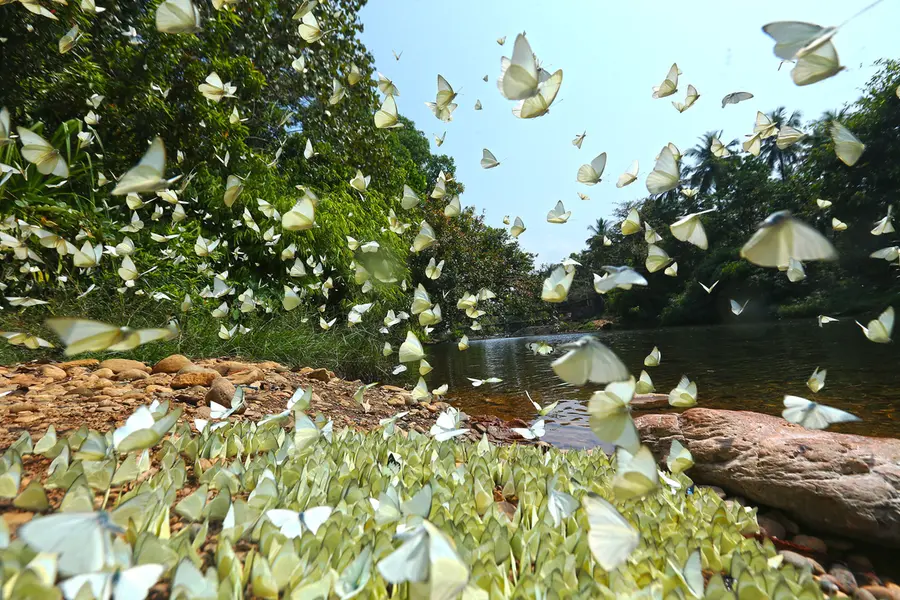 Aralam all set to be Kerala’s first butterfly village; Government directs detailed plan