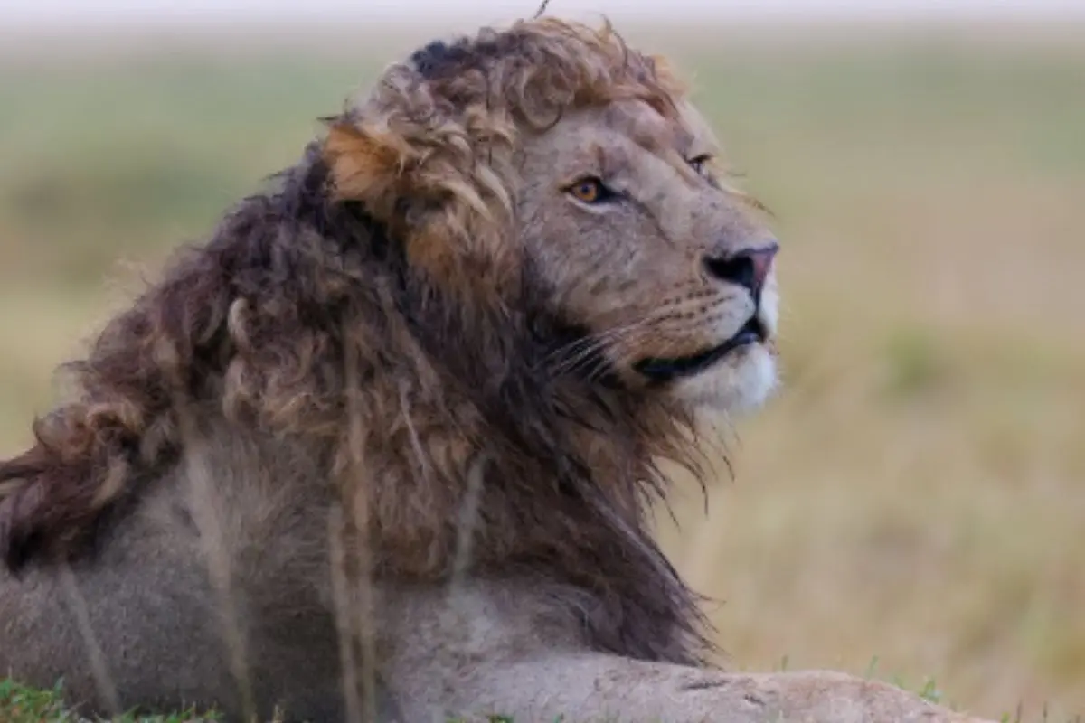 Nzuri, the lion | Photo: Instagram, @silent_whispers.photography