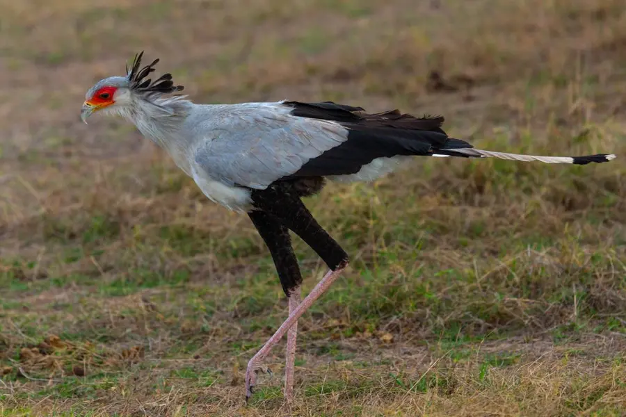 secretary bird