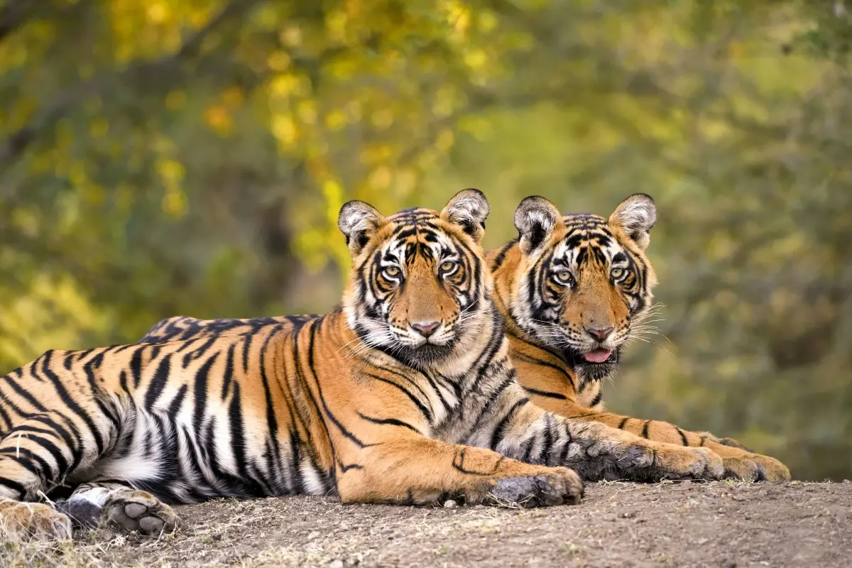 Representational Image | Photo: PTI