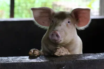 African swine fever detected in Malappuram; pork sales banned and surveillance zones declared