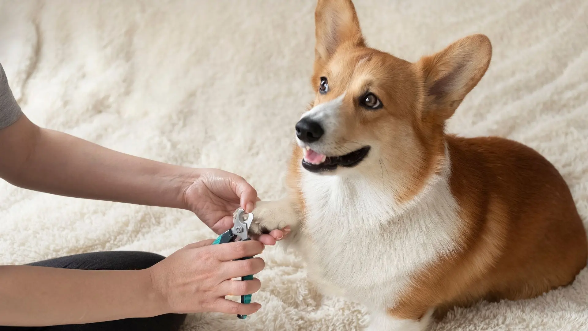 Dog owner trims the nails of his pet Corgi | Photo: Canva