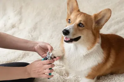 Chennai’s free pet dog vaccination drive: When and where can you get your dog vaccinated?