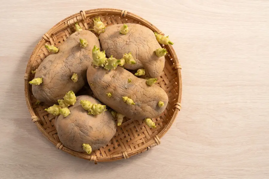 Sprouted potatoes