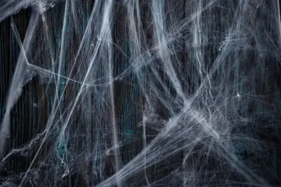 Rare alliance of over 1 lakh spiders, a megacity: A toxic cave now hosts world’s largest web