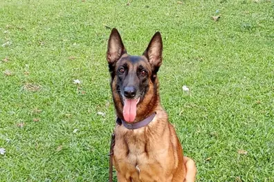 K9 Jubi, brave Belgian Malinois of Kaziranga National Park, dies after years of service
