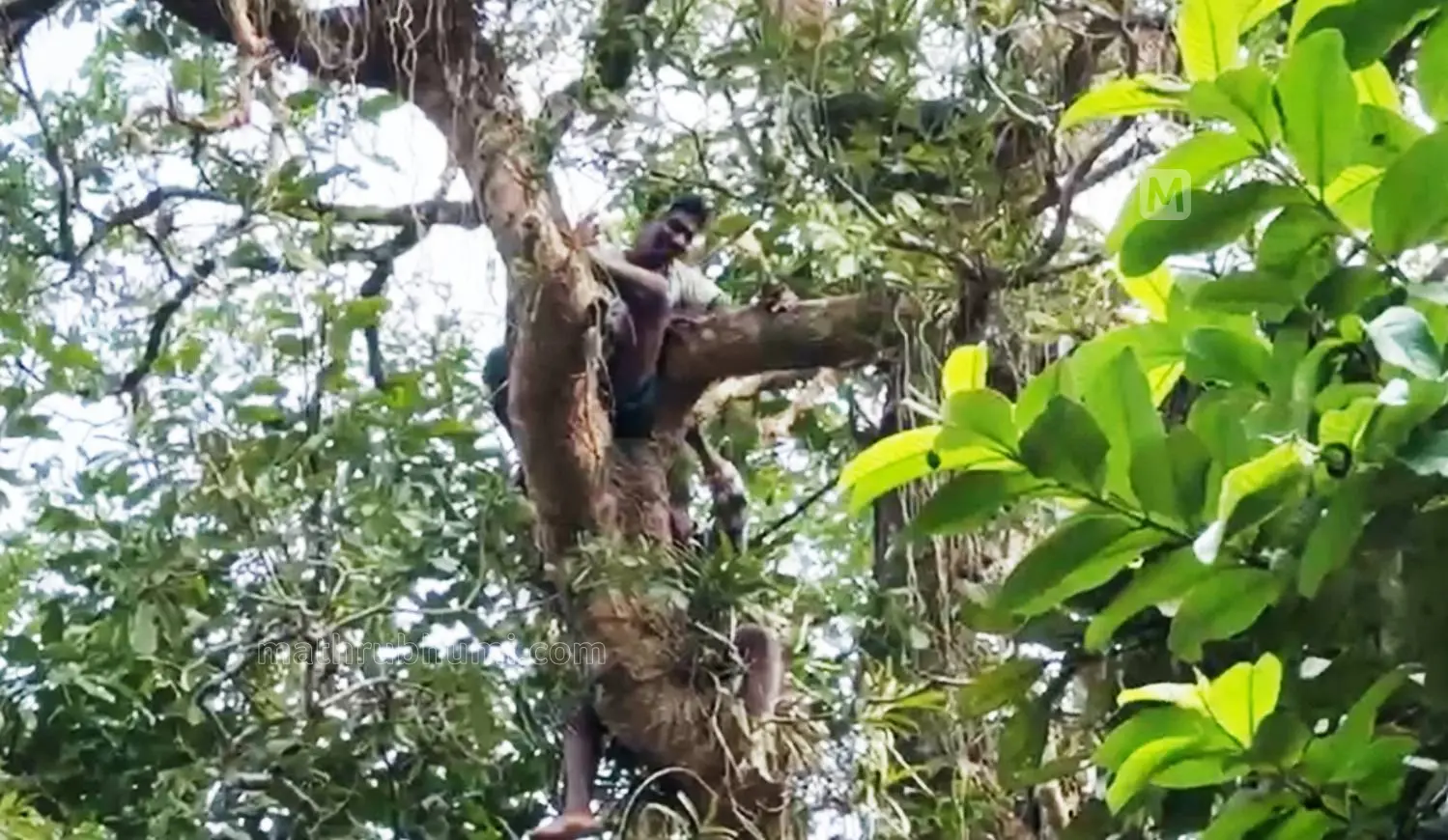 മരത്തിനു മുകളിൽ കയറി ആത്മഹത്യാഭീഷണി മുഴക്കുന്നവർ