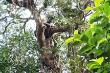 നിലമ്പൂരിൽ മരത്തിനു മുകളിൽക്കയറി ആത്മഹത്യാഭീഷണി; പ്രതിഷേധിക്കുന്നത് പ്രളയത്തിൽ വീട് നഷ്ടപ്പെട്ടവർ