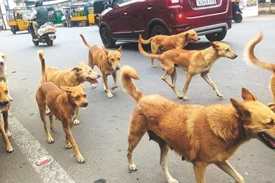 Stray dogs kill 10 deer at Thrissur zoo; Security lapse alleged