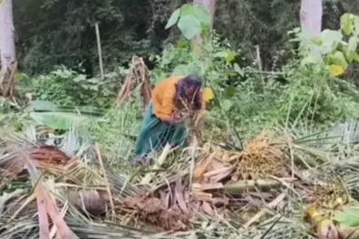 Elephants ravage banana farms in Kanniyakumari; Tribal farmers plead for fencing