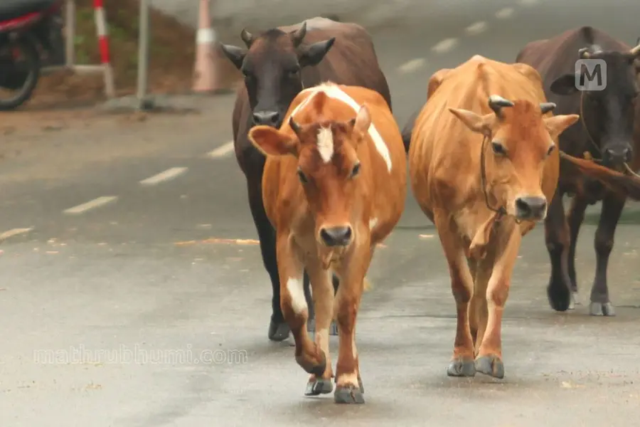 cow